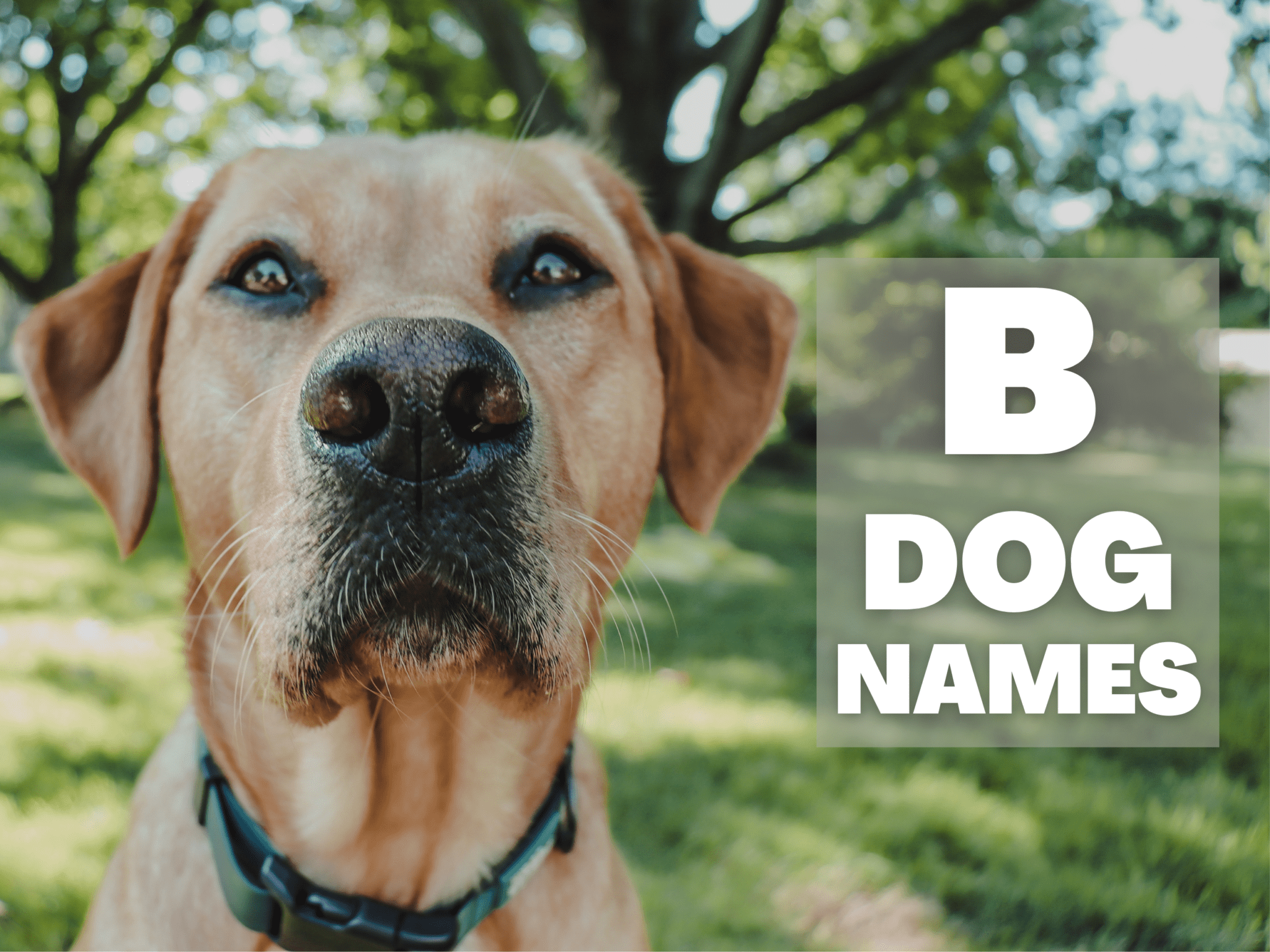 B Dog Names | Unique Dog Names That Start With B
