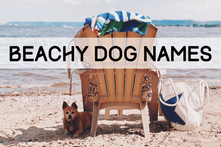 162-beachy-dog-names-sure-to-make-a-big-splash