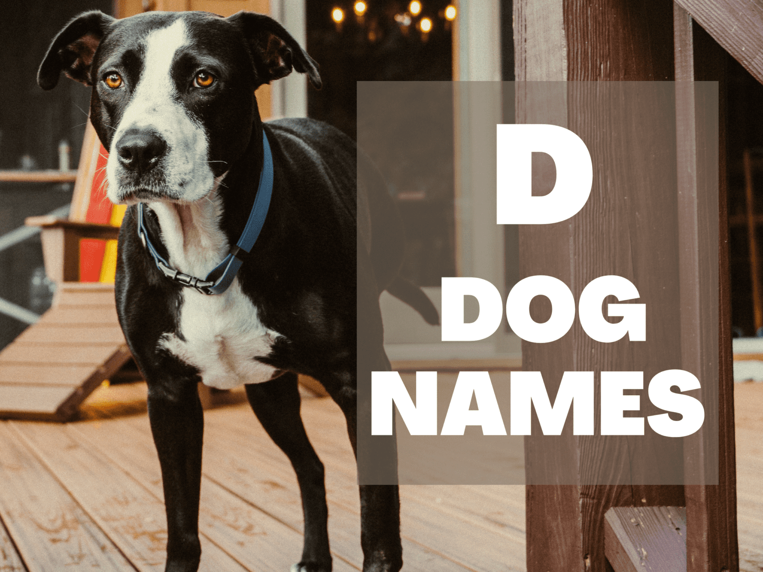 D Dog Names | Ideas For Naming Your New DOG