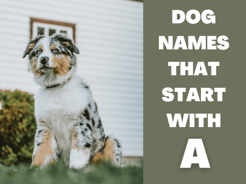 Dog Names That Start With A | Awesome Ideas For Your New Puppy