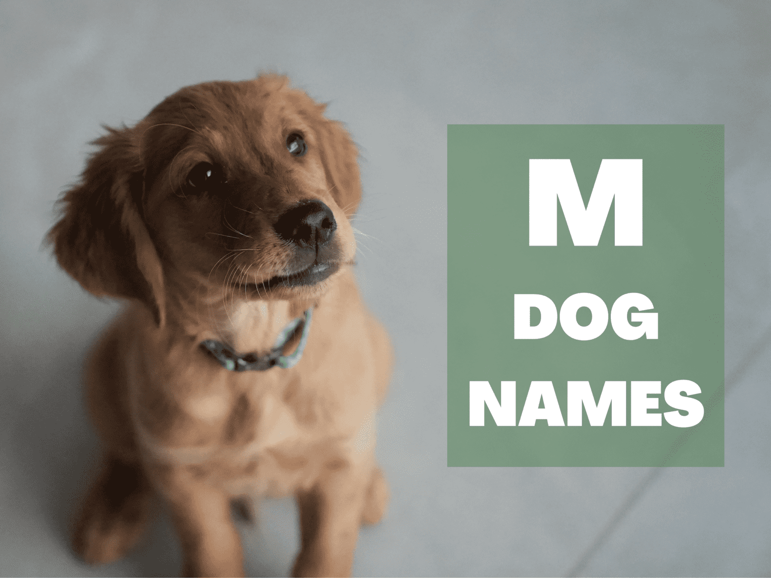 m-dog-names-guaranteed-to-make-you-marvel-a-gal-a-dog