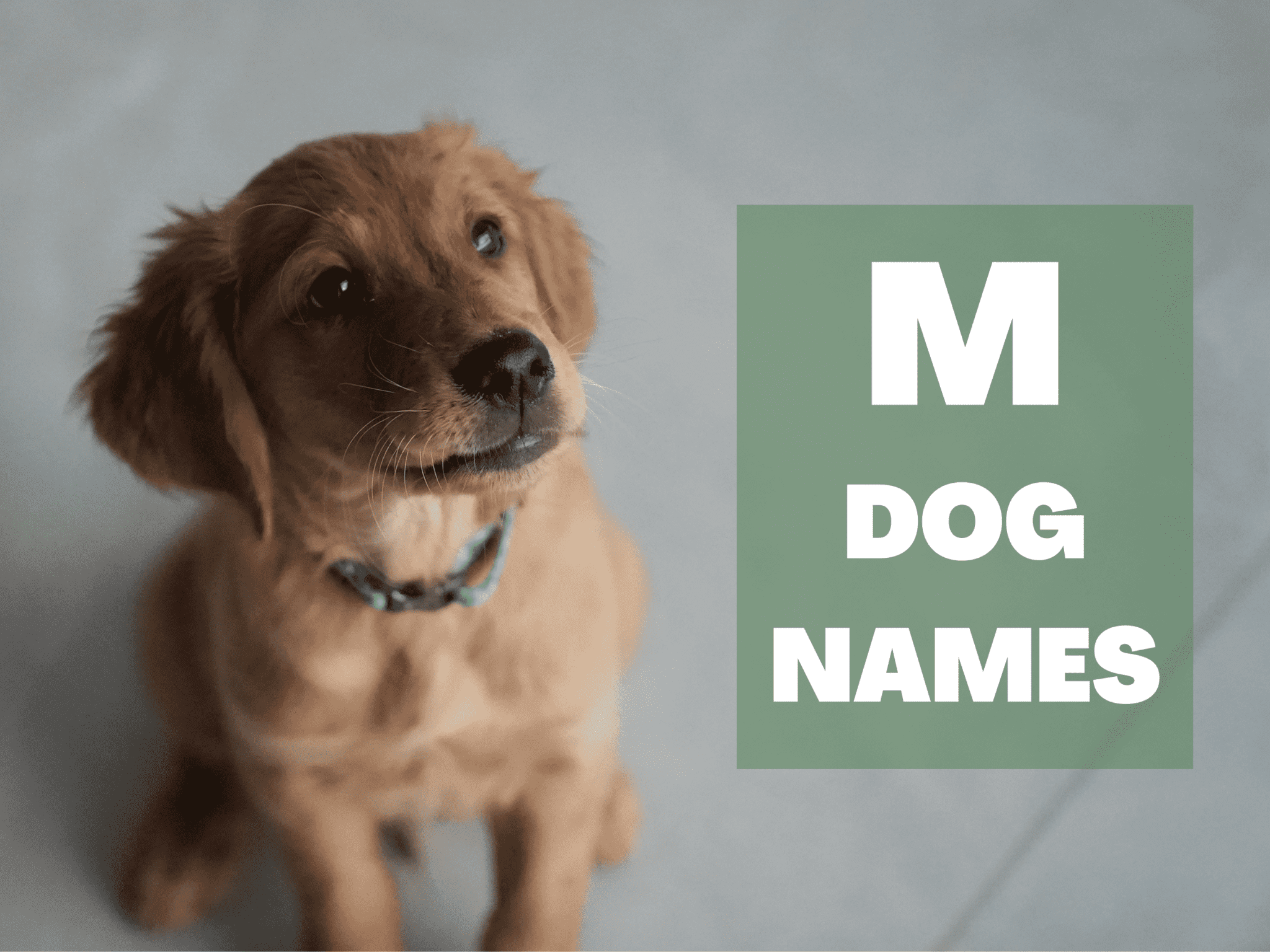 M Dog Names Guaranteed To Make You Marvel - A Gal + A Dog