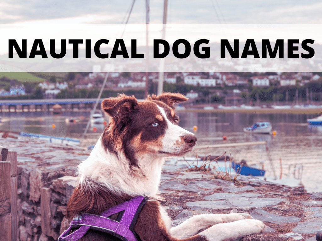 nautical-dog-names-for-pups-who-love-water-a-gal-a-dog