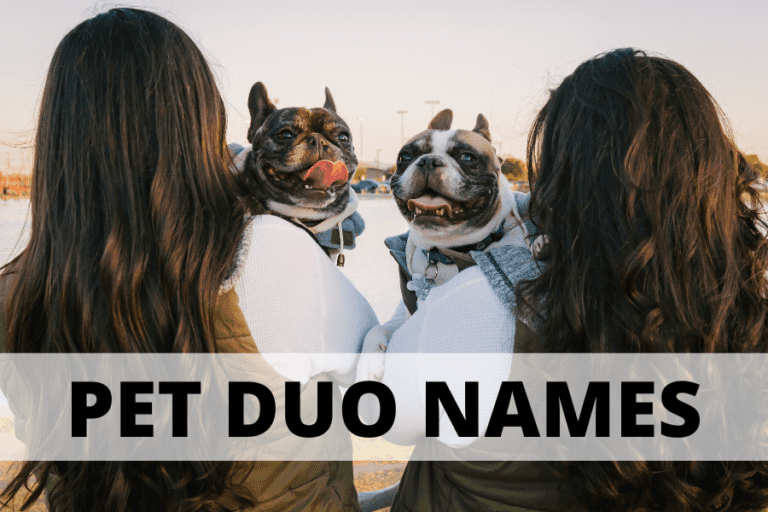 147-insanely-good-pet-duo-names-for-your-perfect-pair