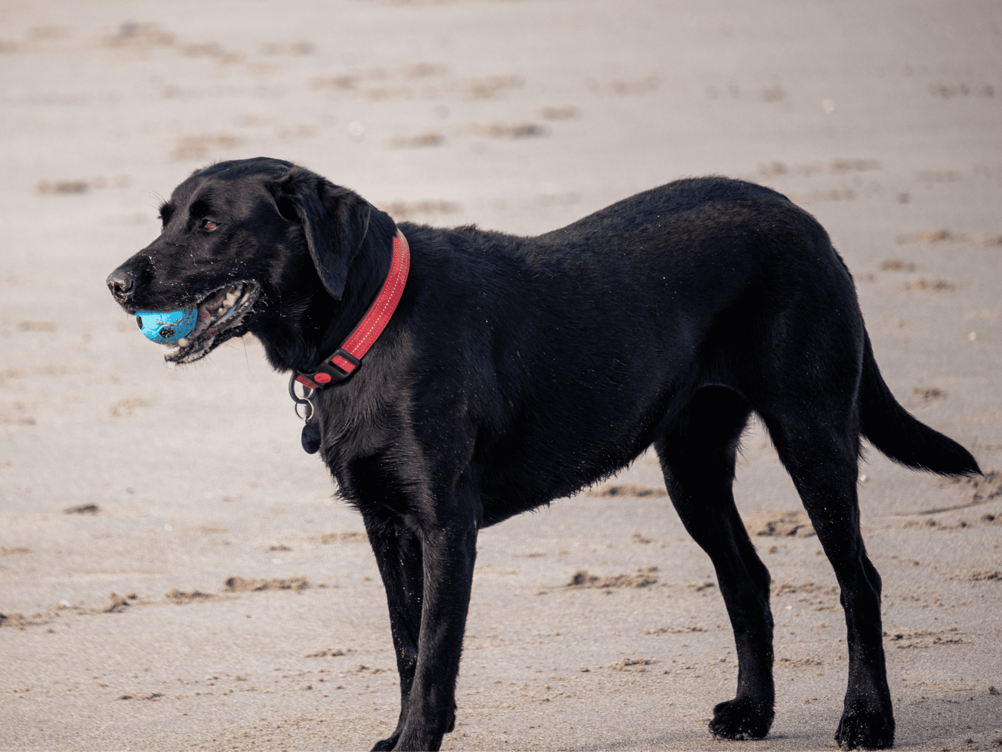 162-beachy-dog-names-sure-to-make-a-big-splash