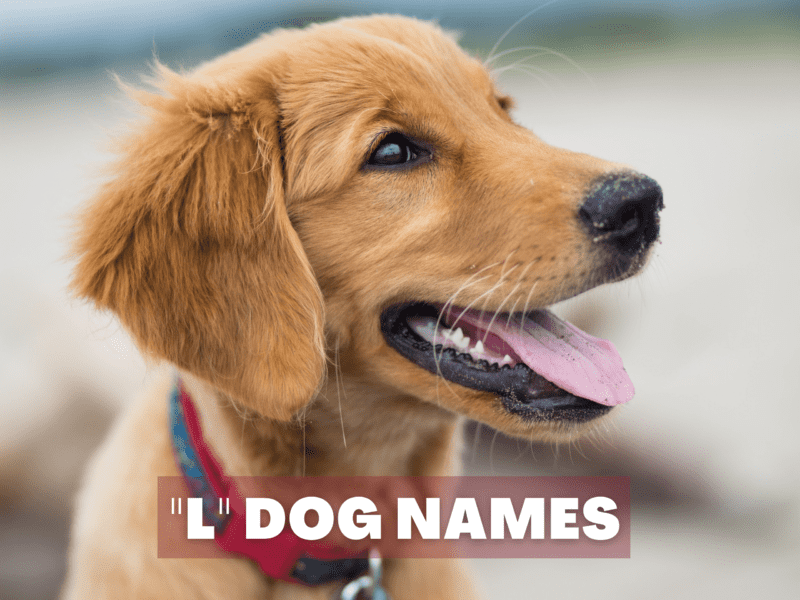 L Dog Names You're Sure To Love - A Gal + A Dog