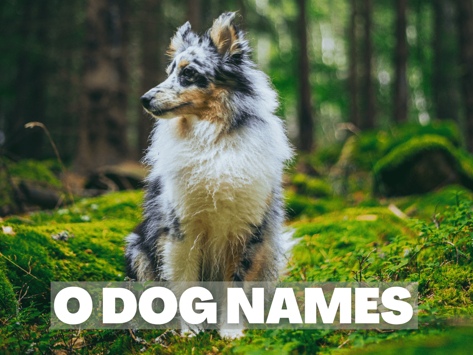 The Most Original O Dog Names You'll Find Anywhere