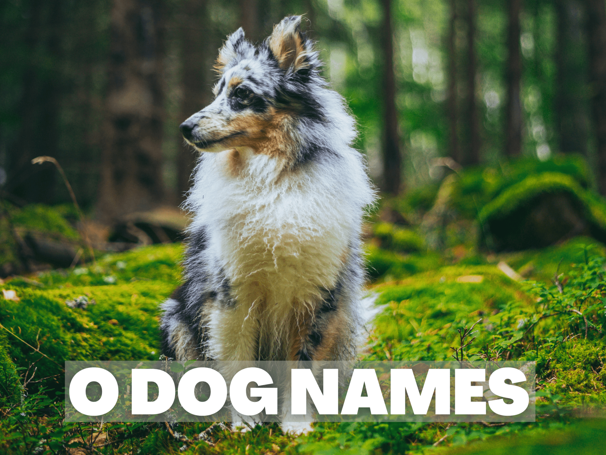 the-most-original-o-dog-names-you-ll-find-anywhere