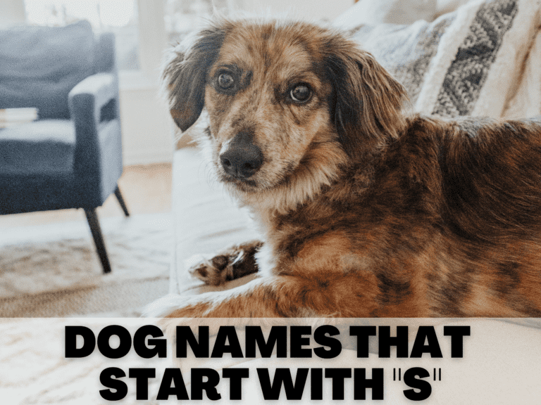 seriously, the best Dog Names that Start with S