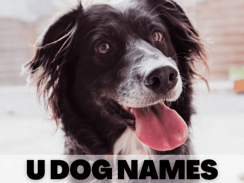 37 Unique U Dog Names That You'd Actually Use