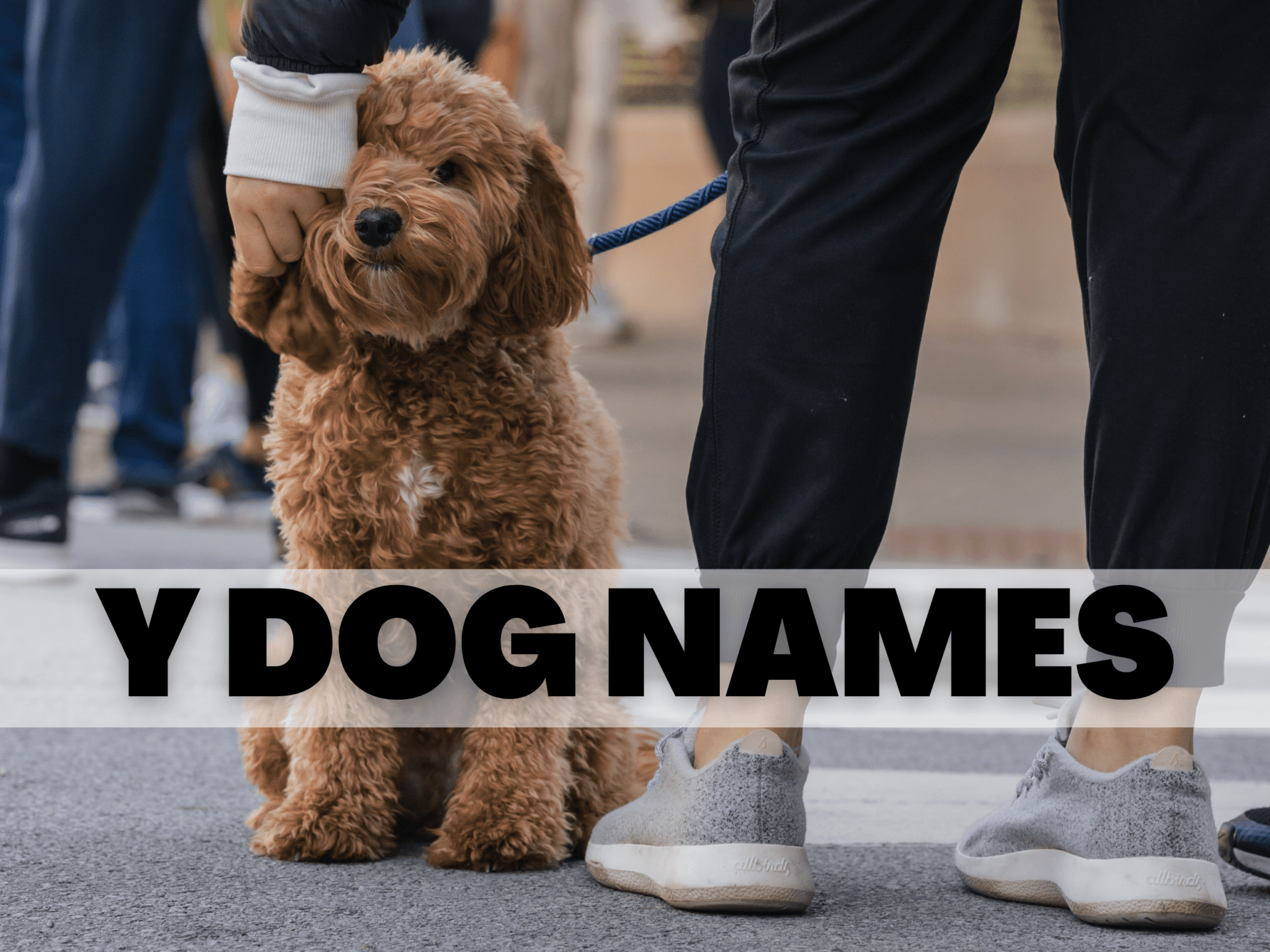 y-not-one-of-these-y-dog-names-male-female-options