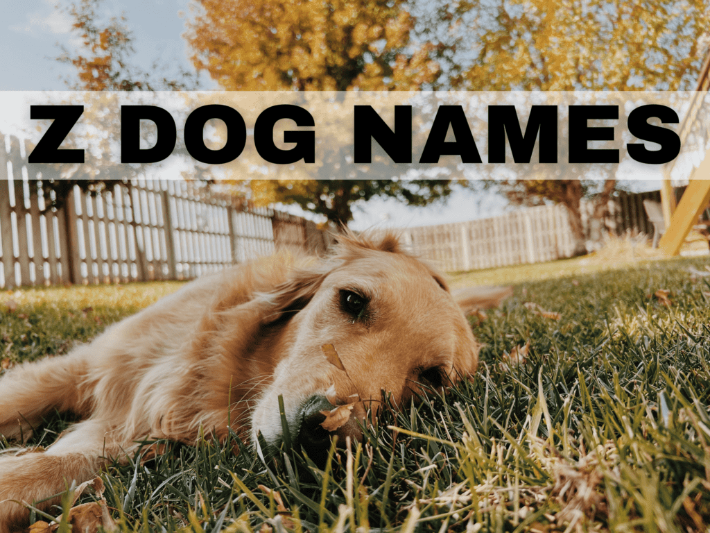 Sure To Love Z Dog Names - Male, Female, & Cute Name Ideas!