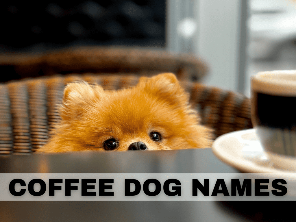 Text reads coffee dog names. Under the text is a fluffy Pomeranian peeking over the table at a cup of coffee.