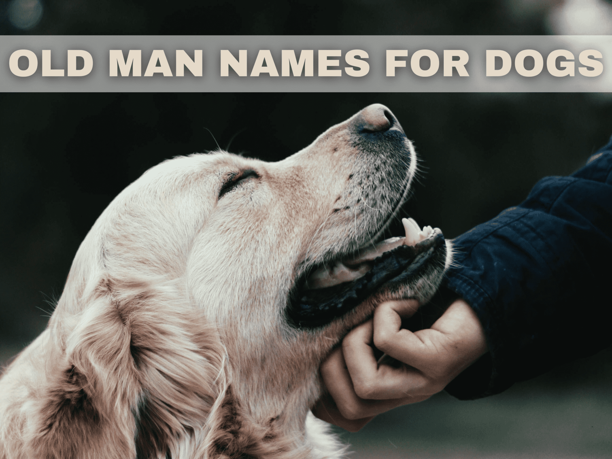 303-grumpy-old-man-names-for-dogs-the-complete-list