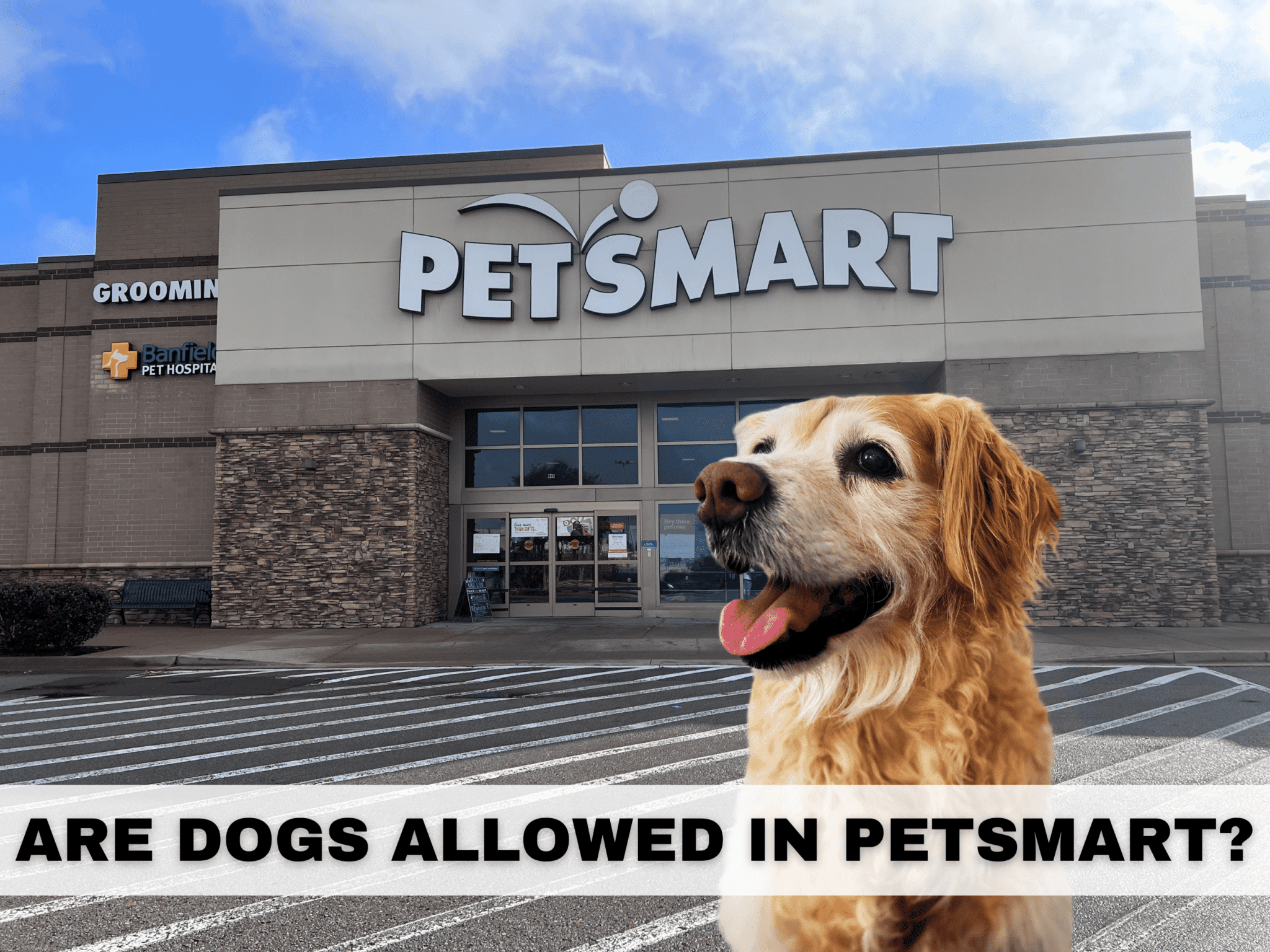 Are Dogs allowed in PetSmart? Details of the pet policy you need to know