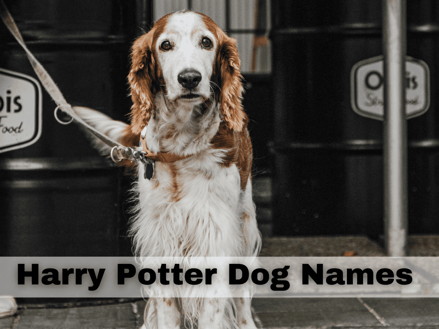 161+ Harry Potter Dog Names Full of Wizarding Magic