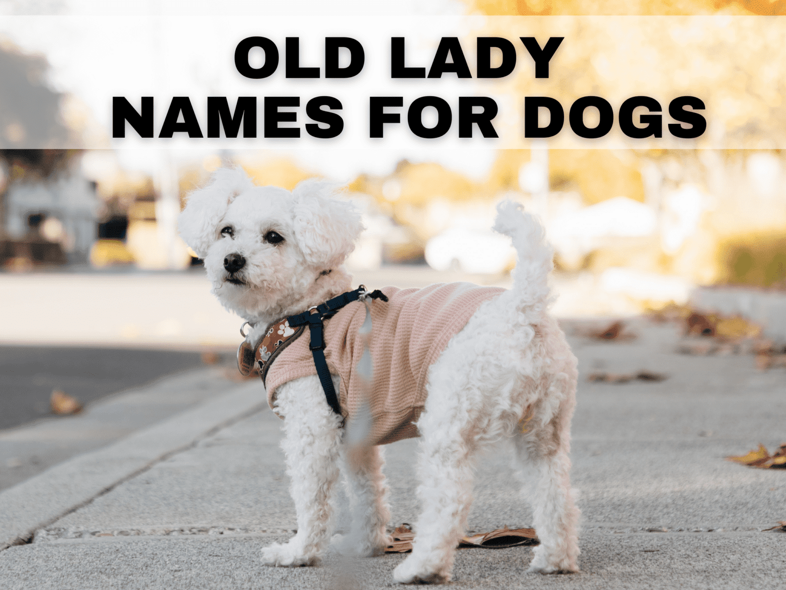 old-lady-names-for-dogs-grandma-dog-names-that-are-cute-and-funny