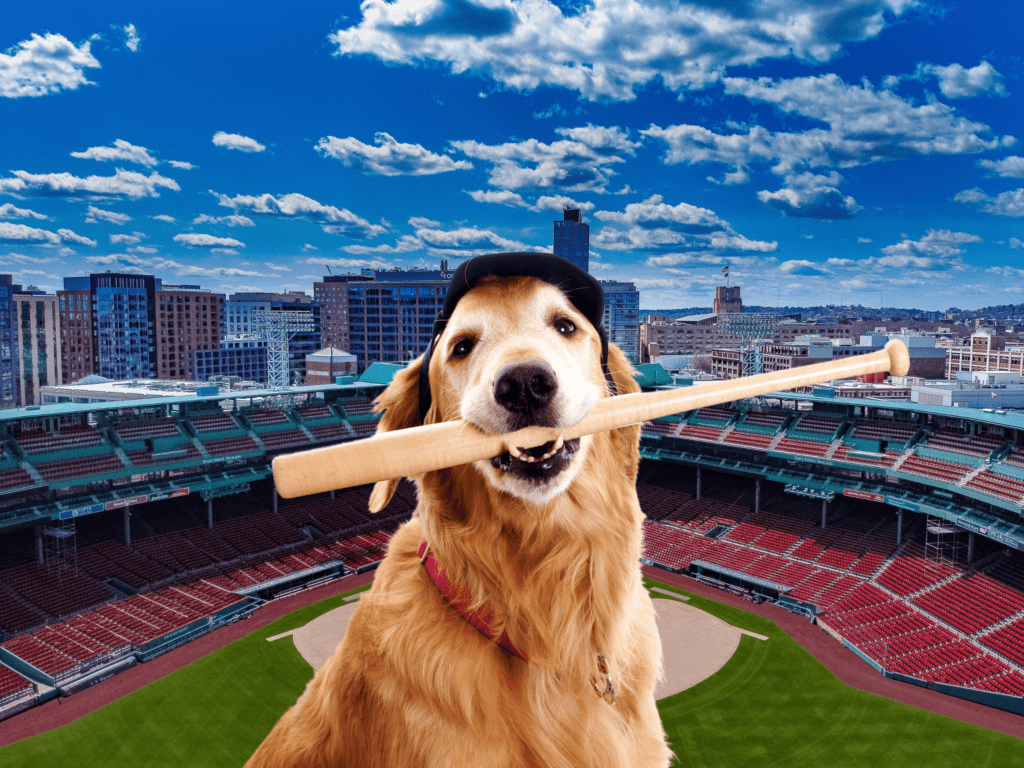 baseball-dog-names-sure-to-hit-a-home-run-a-gal-a-dog