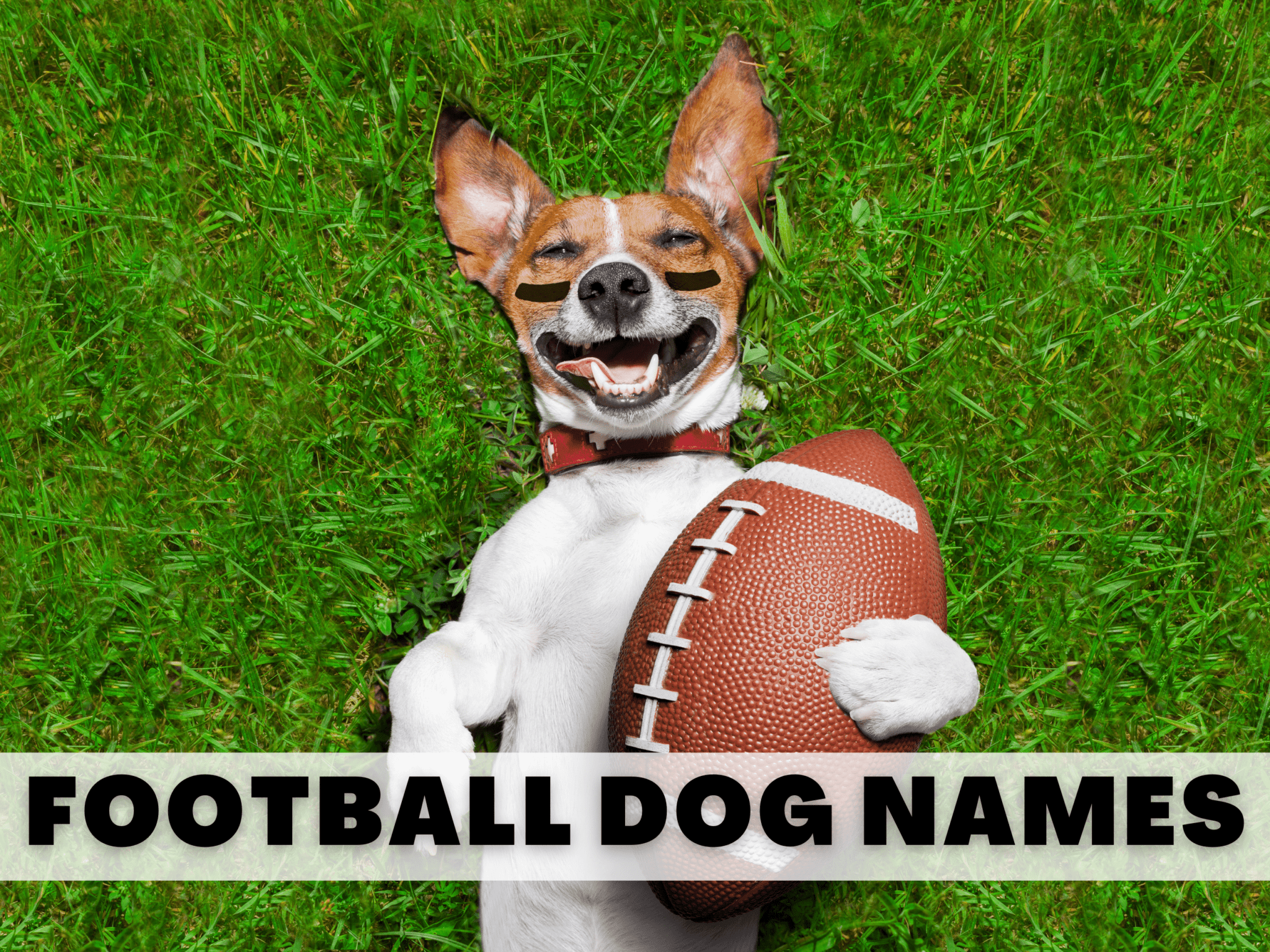 100-unique-football-dog-names-for-athletic-sporty-pups