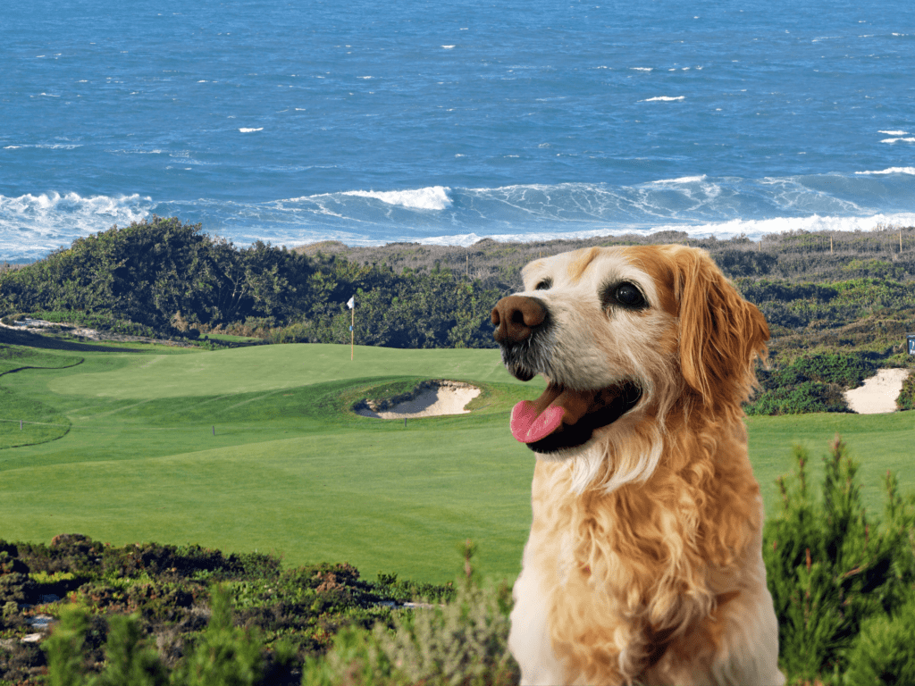 100-golf-dog-names-that-are-right-on-par-a-gal-a-dog