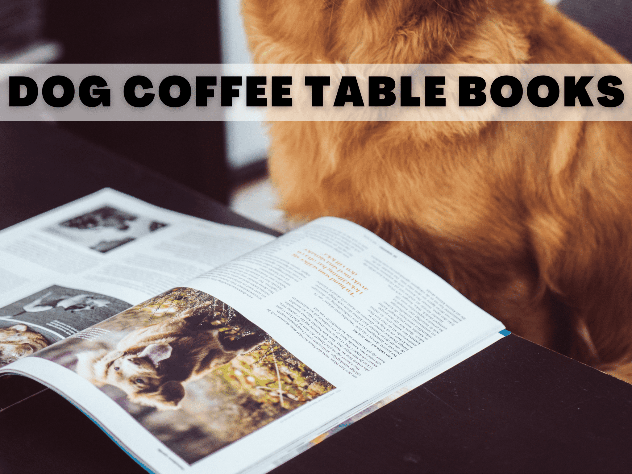 15 Aesthetic Dog Coffee Table Books That Are Great Gifts