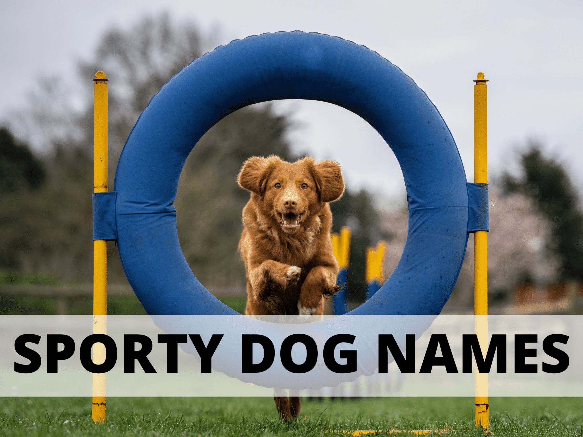 147-sporty-dog-names-for-your-active-pup-a-gal-a-dog