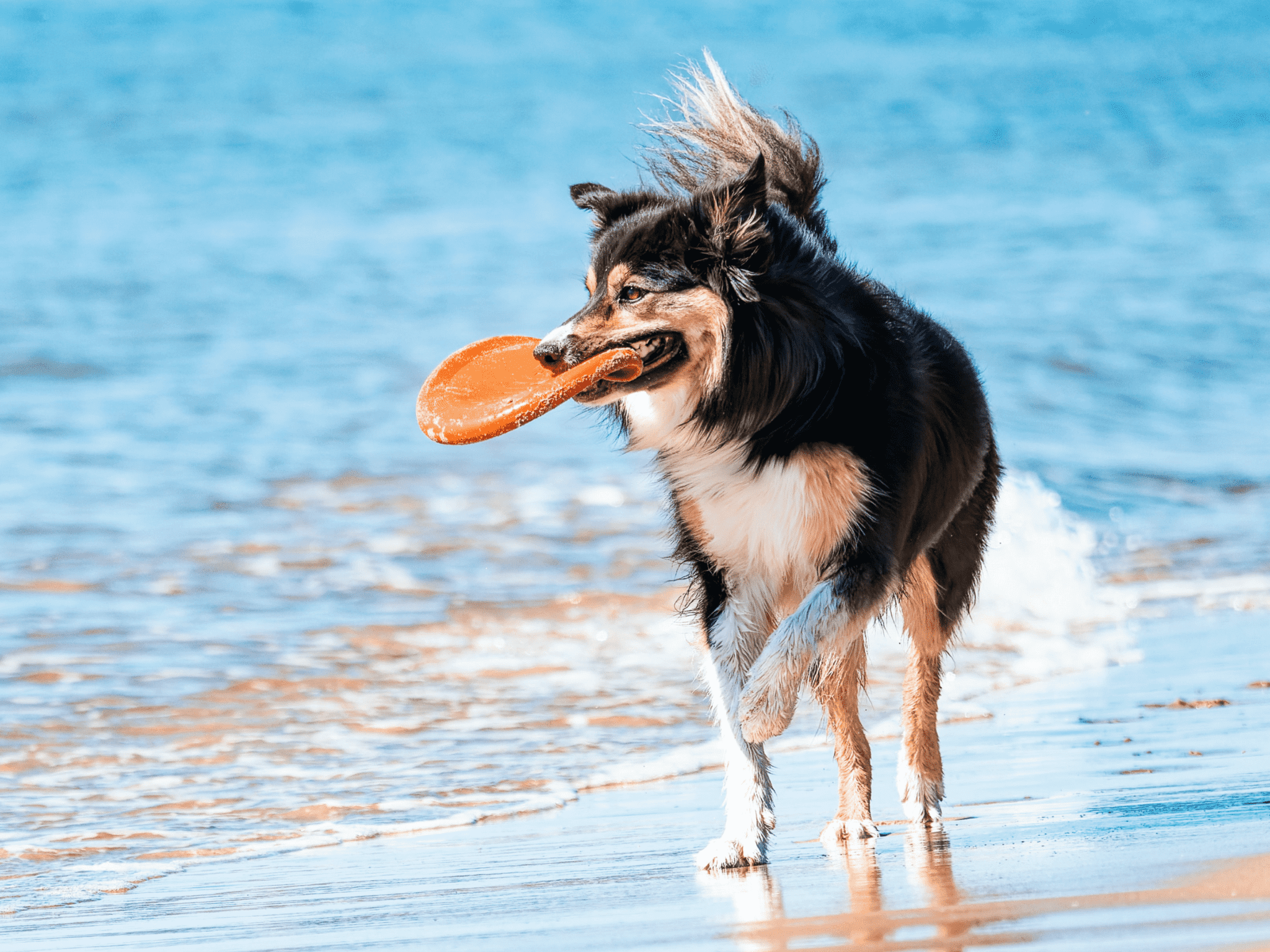 162-beachy-dog-names-sure-to-make-a-big-splash