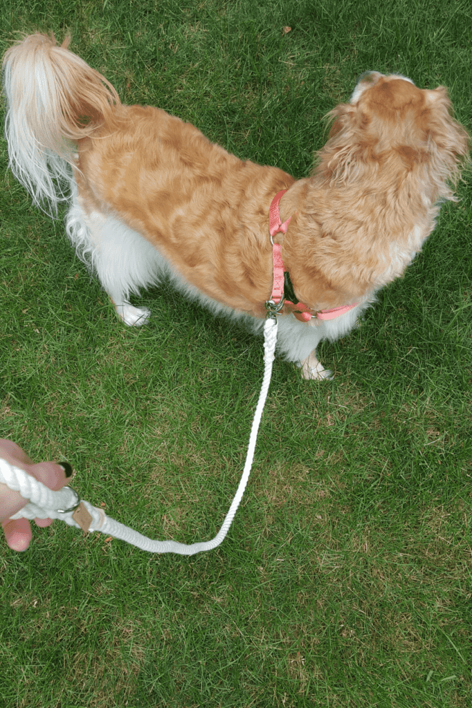 a cockapoo golden mix dog