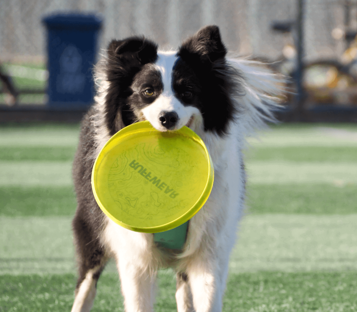 how-to-provide-physical-enrichment-for-dogs-of-all-ages-sizes-breeds