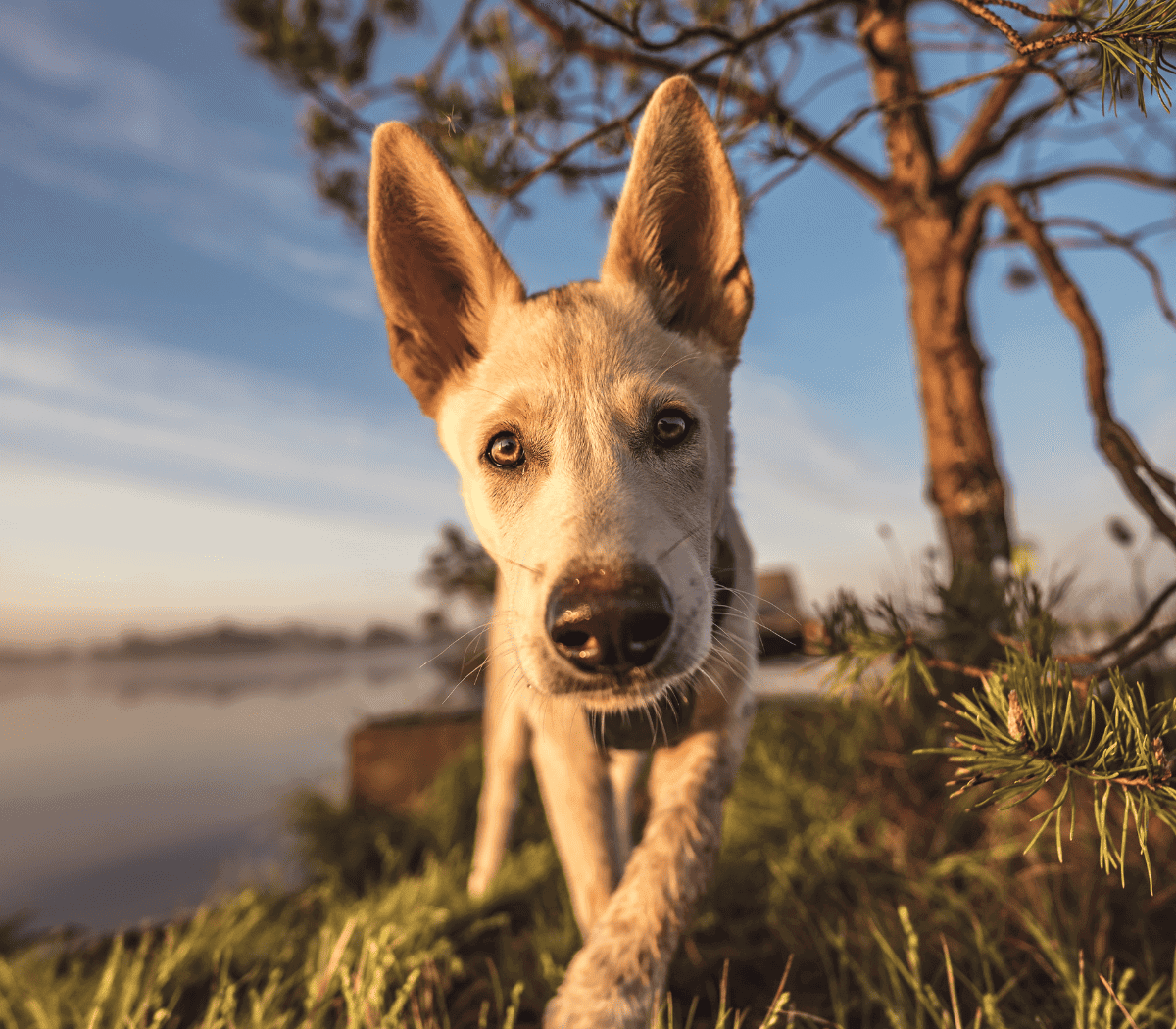 Fun Middle Names For Dogs