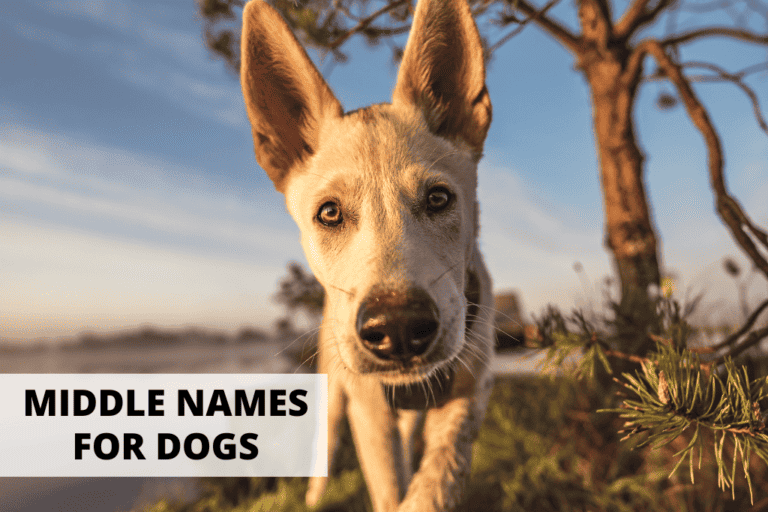 102 Creative Middle Names For Dogs (Boy & Girl) - A Gal + A Dog